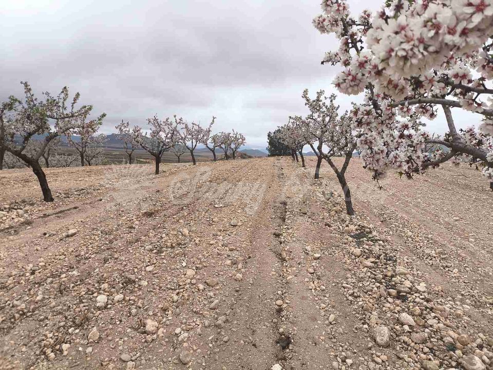Helårsgrund i Yecla, Murcia - foto 1